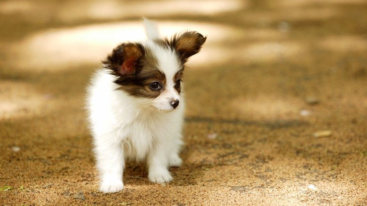 宠物 狗 汪星人 蝴蝶犬