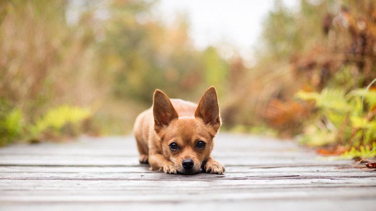 宠物 狗 汪星人 吉娃娃犬