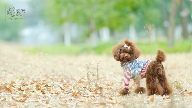 宠物 狗 汪星人 泰迪犬