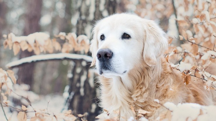 宠物 狗 汪星人 金毛犬