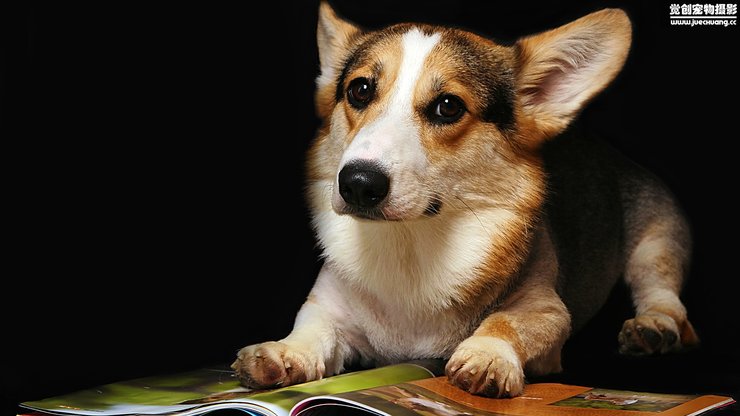 宠物 狗 汪星人 柯基犬