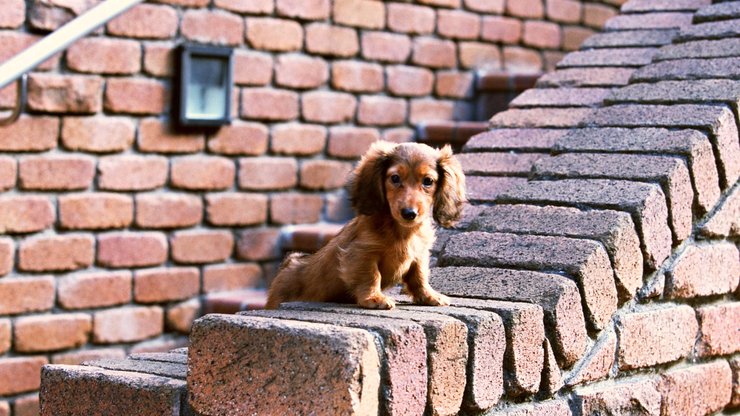 宠物 狗 汪星人 腊肠犬