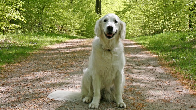 宠物 狗 汪星人 金毛犬