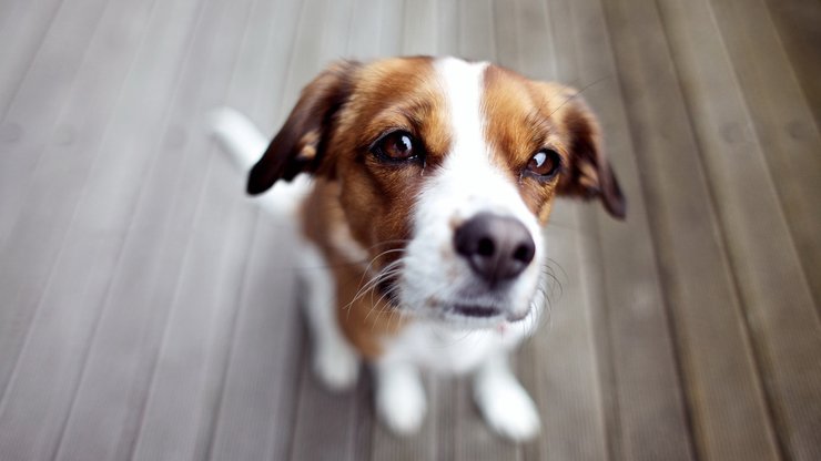 宠物 狗 汪星人 柯基犬