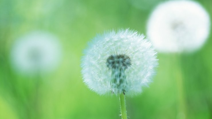 小清新 植物 花卉 护眼壁纸 蒲公英 绿色