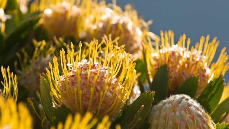 小清新 静物写真 花卉