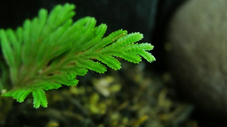 高清 植物 摄影 宽屏 微距 风光 风景