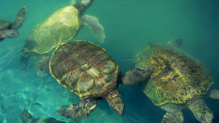 萌宠 海龟 海底世界