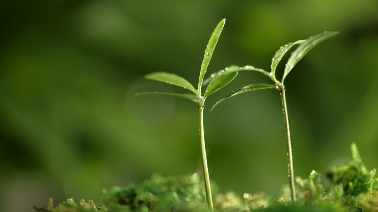 小清新 舒缓压力 绿色 芽