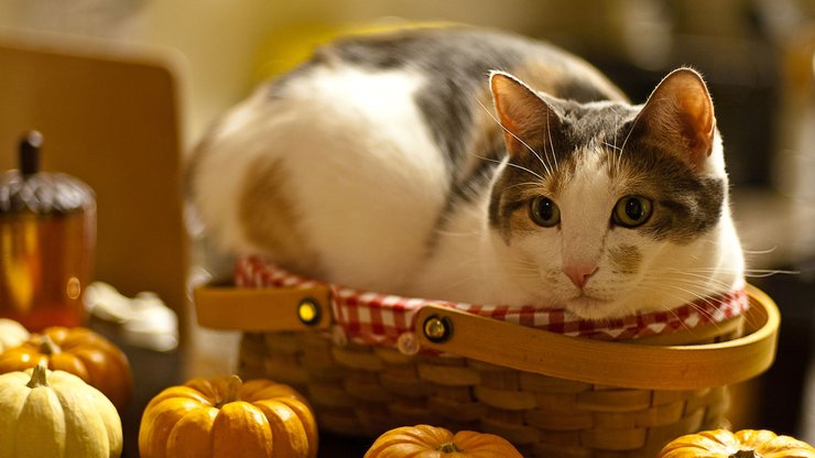 萌宠 动物 可爱 萌物 宠物 喵星人 猫 古灵精怪 儿童桌面专用