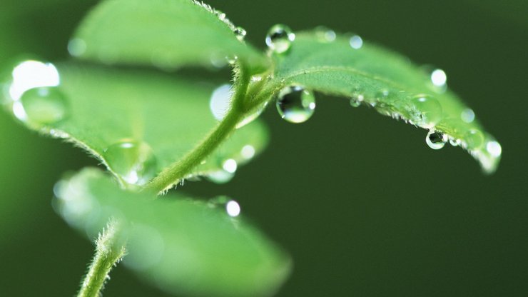 水珠 绿叶 嫩芽 护眼壁纸