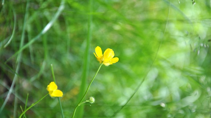 小清新 清新淡雅 花卉