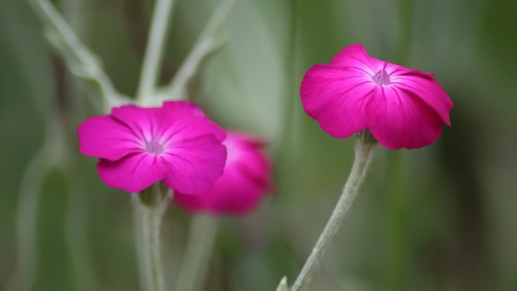 小清新 清新淡雅 花卉