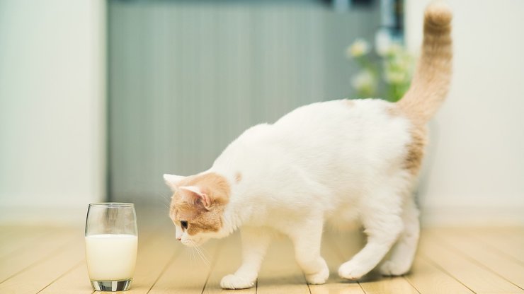 萌宠 喵星人 猫咪 可爱