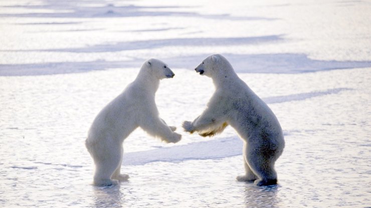 动物 摄影 宽屏 高清 可爱 北极熊
