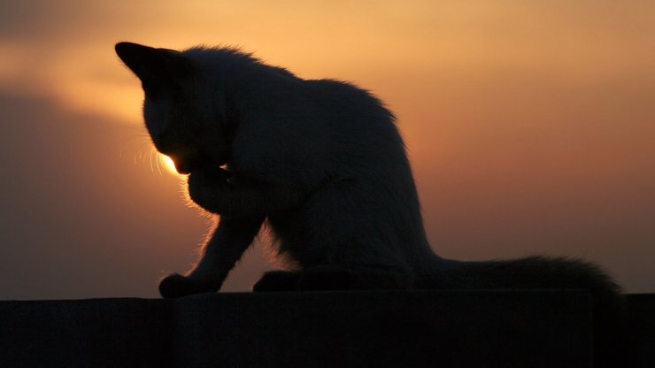 萌宠 动物 可爱 萌物 宠物 喵星人 猫 儿童桌面专用