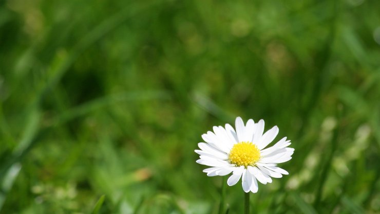 小清新 清新淡雅 花卉