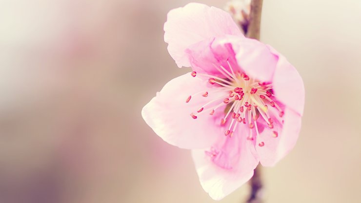 清新 花卉 浪漫