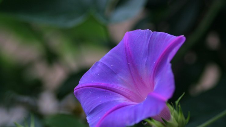 小清新 静物写真 花卉