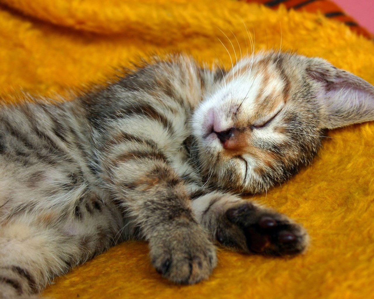 可爱喵星人睡觉的图片_喵星人搞笑动态图片_喵星人gif