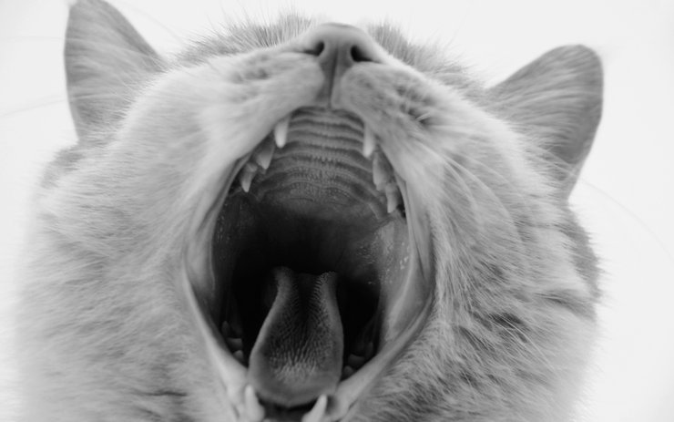 安卓手机萌宠 动物 喵星人 猫 猫咪专辑 一双铁筷高清壁纸