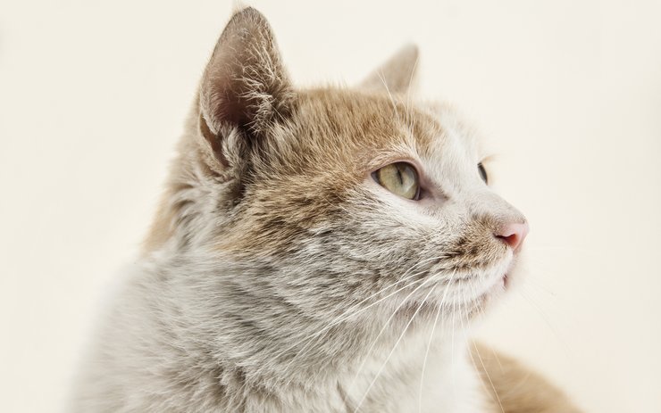 安卓手机萌宠 动物 喵星人 猫 猫咪专辑 一双铁筷高清壁纸