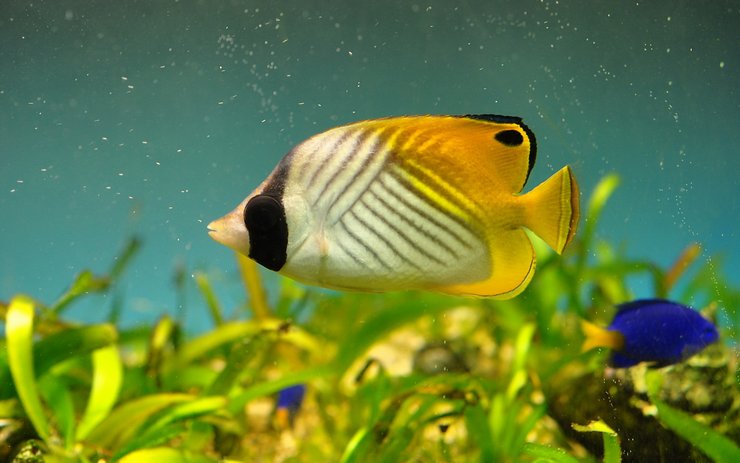 安卓手机动物 海底世界 海洋生物高清壁纸