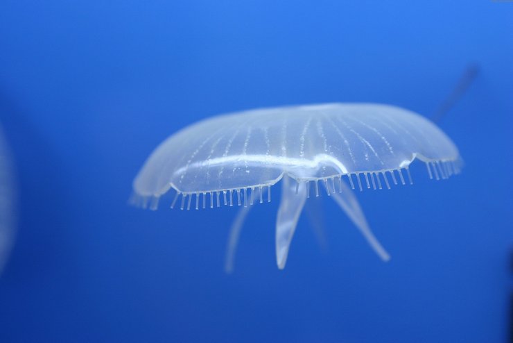 安卓手机动物 海底世界 海洋生物高清壁纸