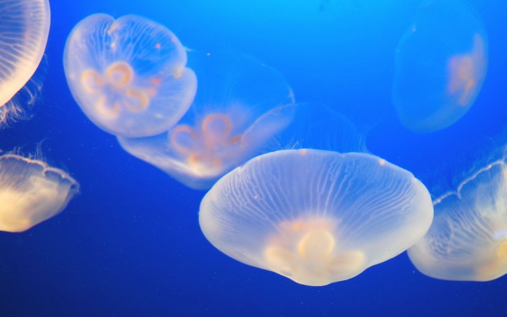 安卓手机动物 海底世界 海洋生物高清壁纸