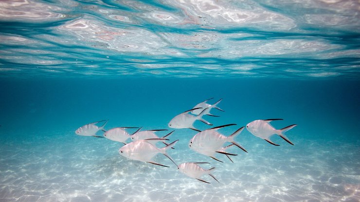 安卓手机动物 海底世界 海洋生物高清壁纸