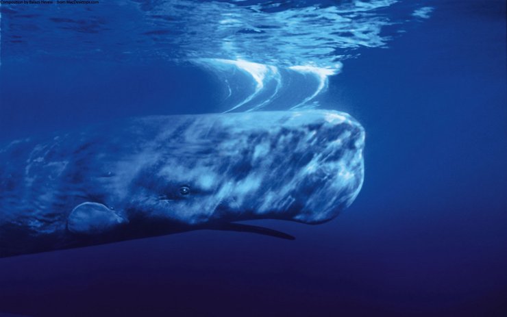 安卓手机动物 海底世界 海洋生物高清壁纸
