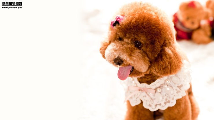 安卓手机宠物 狗 汪星人 泰迪犬高清壁纸