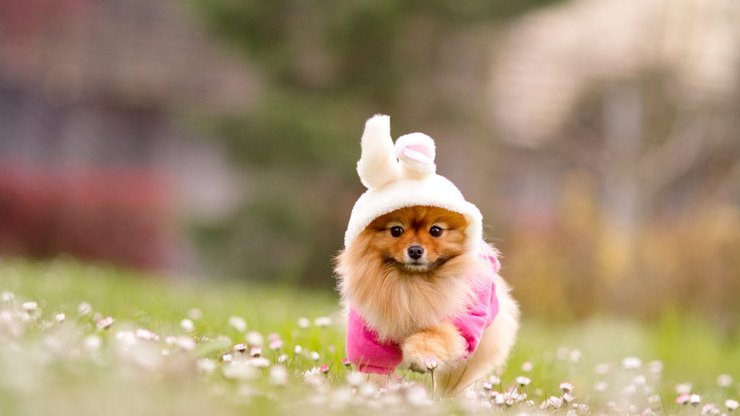 安卓手机宠物 狗 汪星人 博美犬高清壁纸