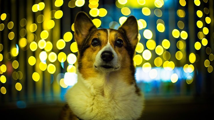 安卓手机宠物 狗 汪星人 柯基犬高清壁纸