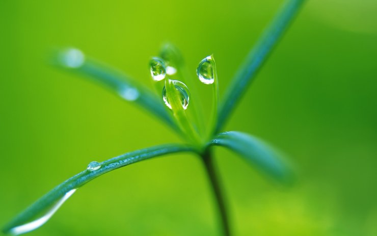 安卓手机小清新 植物 绿色 护眼壁纸 绿色心情高清壁纸