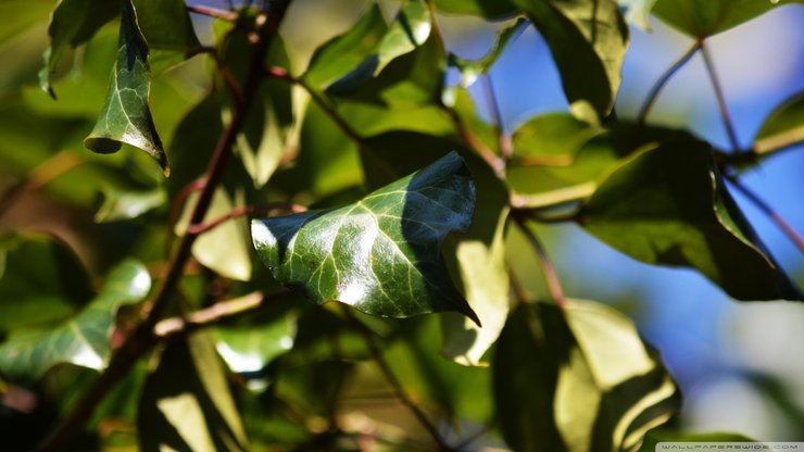 安卓植物 树叶摄影 微距手机壁纸