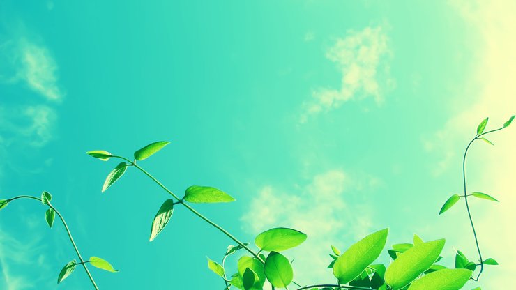 安卓手机植物 树叶 摄影 微距高清壁纸