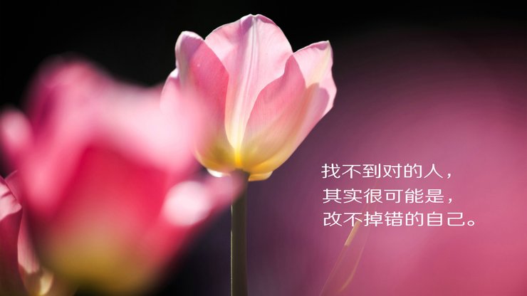 安卓手机爱情 方案高清壁纸