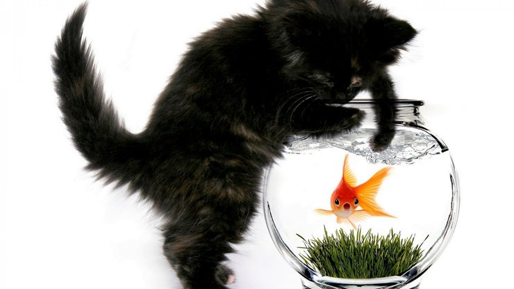 安卓手机萌宠 猫 喵星人 可爱 卖萌图 古灵精怪高清壁纸