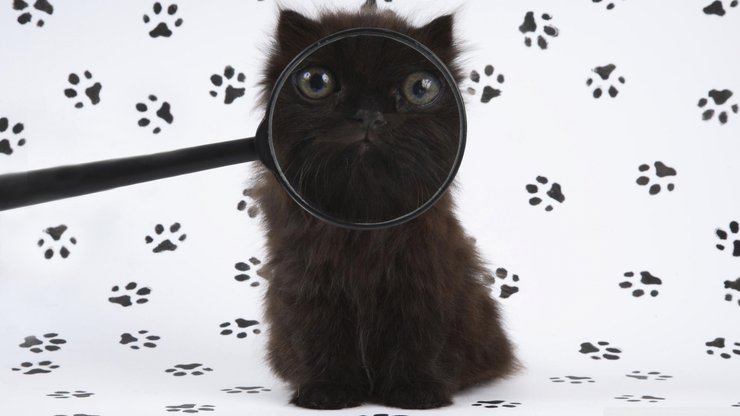 安卓手机萌宠 猫 喵星人 可爱 卖萌图 古灵精怪高清壁纸