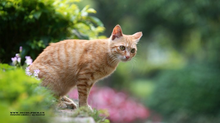 安卓手机萌宠 火柴摄影 喵星人 猫 独家首发 摄影师火柴店的小二高清壁纸