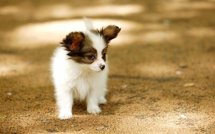 安卓手机宠物 狗 汪星人 蝴蝶犬高清壁纸