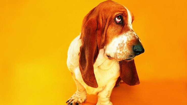 安卓手机宠物 狗 汪星人 巴吉度犬高清壁纸