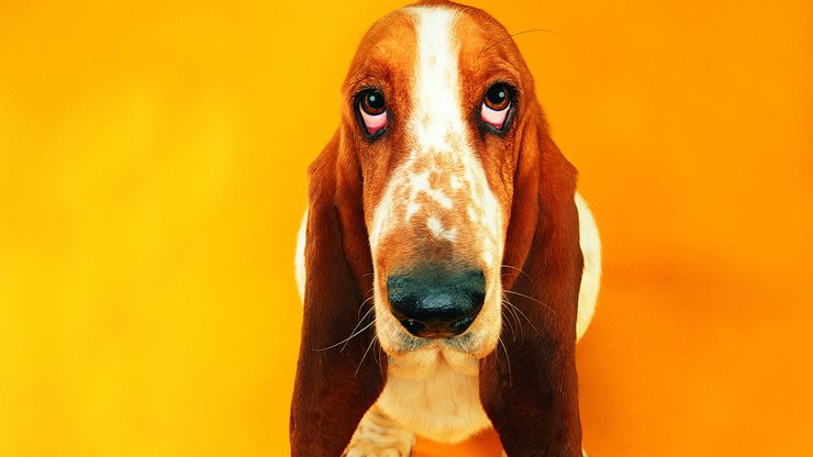安卓手机宠物 狗 汪星人 巴吉度犬高清壁纸