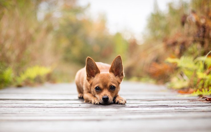 安卓手机宠物 狗 汪星人 吉娃娃犬高清壁纸