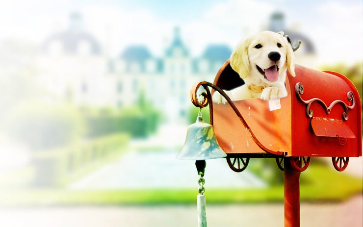 安卓手机宠物 狗 汪星人 金毛犬高清壁纸