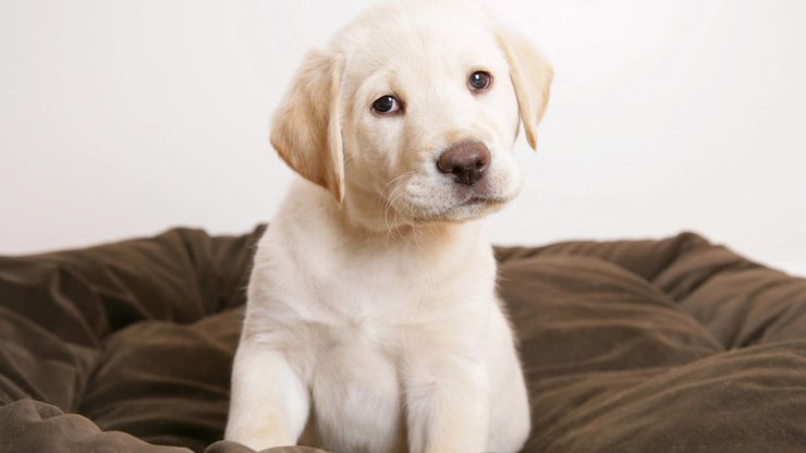 安卓手机宠物 狗 汪星人 拉不拉多犬高清壁纸