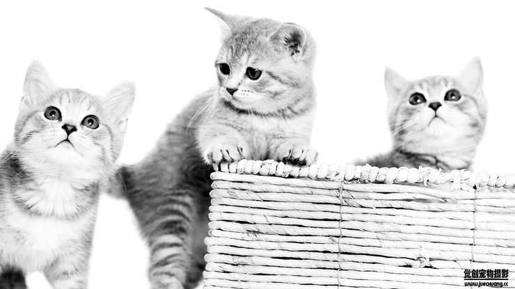 安卓手机宠物 猫 喵星人高清壁纸