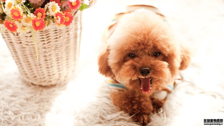 安卓手机宠物 狗 汪星人 泰迪犬高清壁纸
