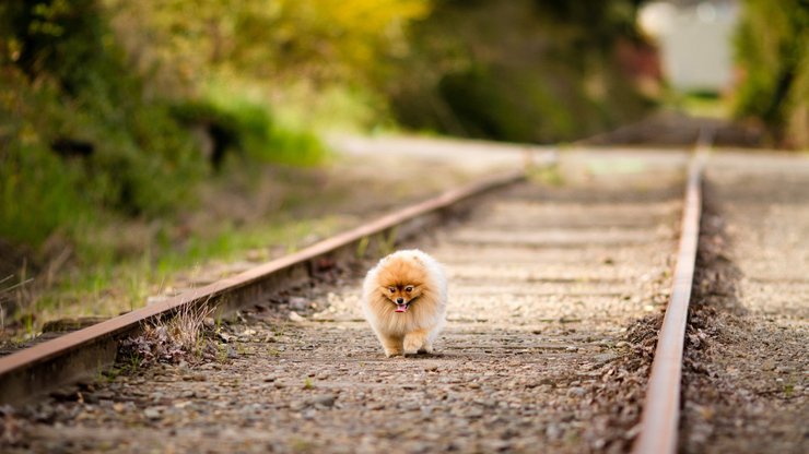 安卓手机宠物 狗 汪星人 博美犬高清壁纸